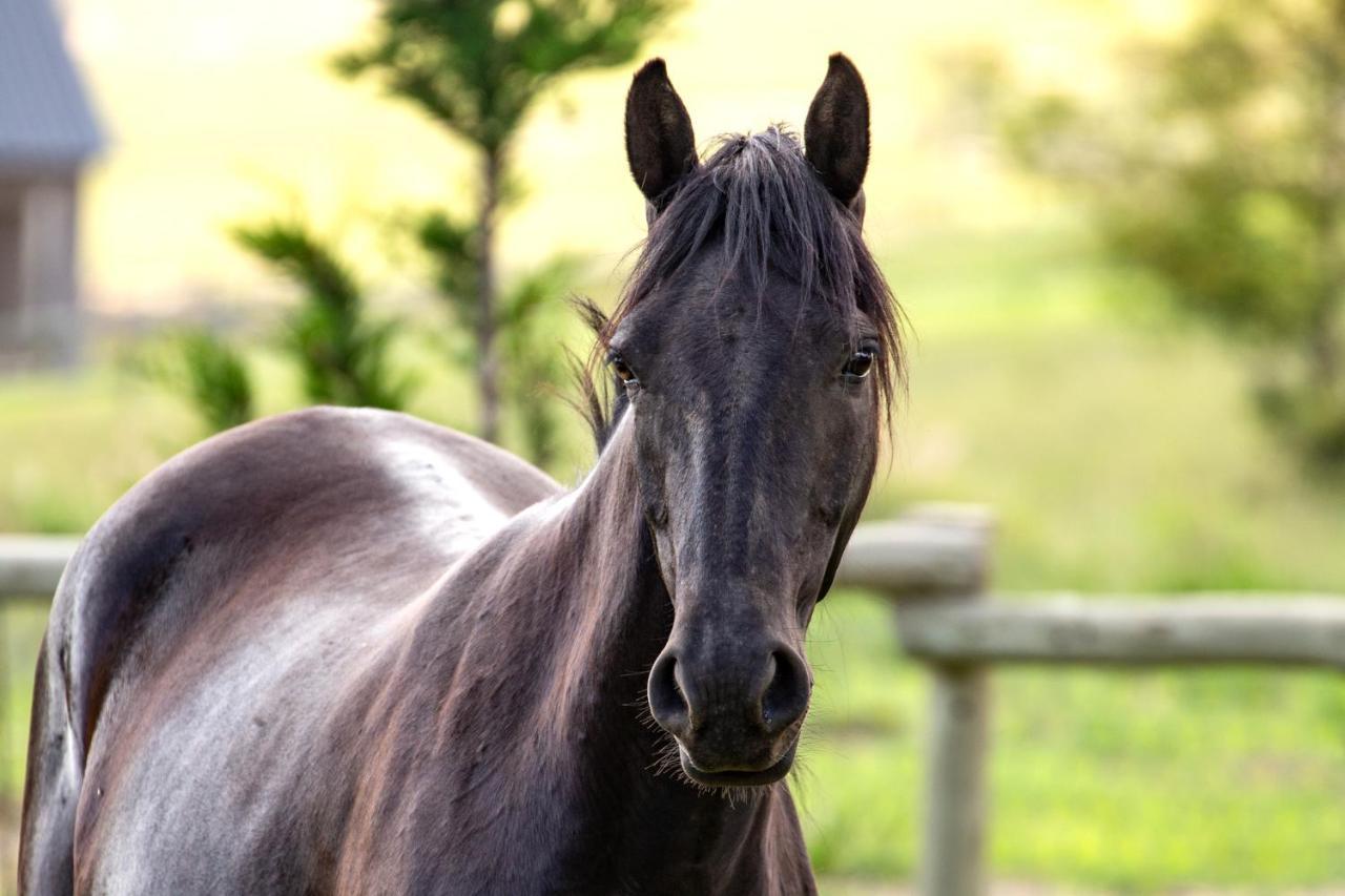 Wild Horses alojamiento Harrismith Exterior foto